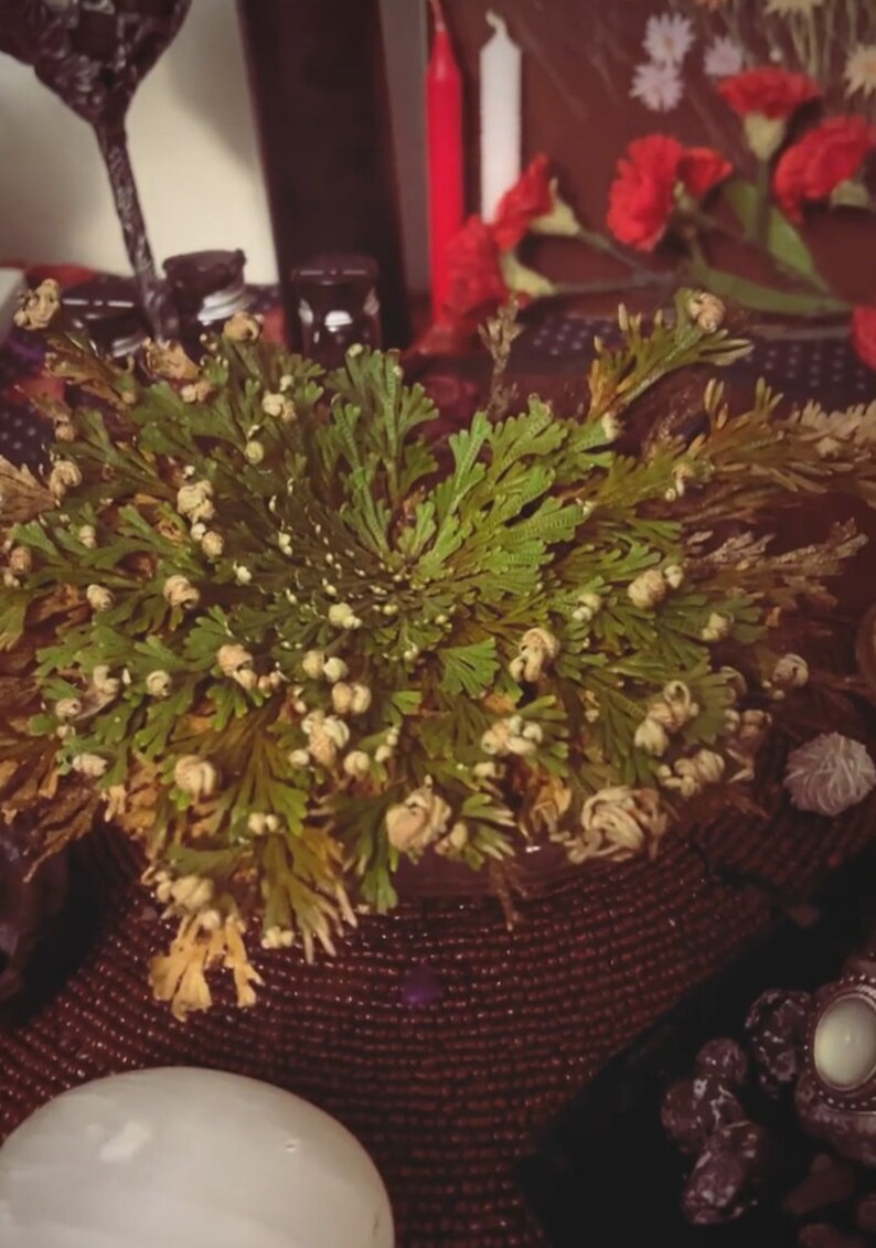 Rose of Jericho Spell Kit for Money/Abundance