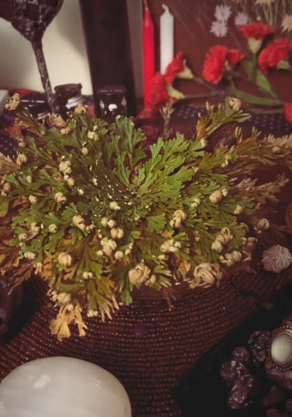 Rose of Jericho Spell Kit for Money/Abundance